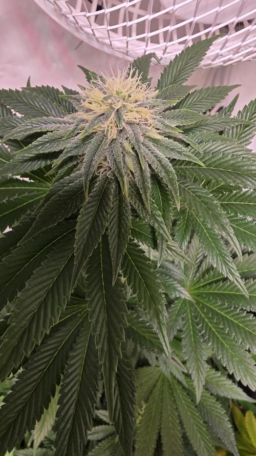 Isla mirage. Week 11