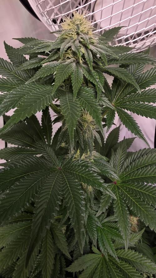 Isla mirage. Week 11