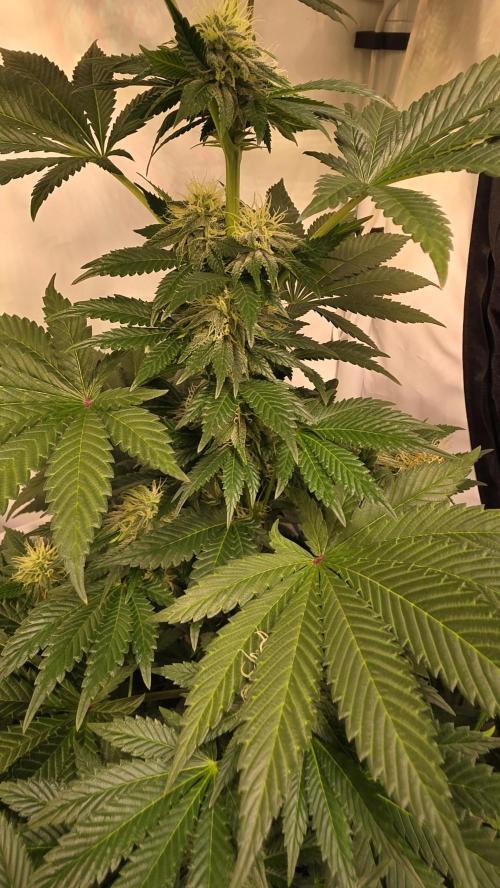 Isla mirage. Week 11