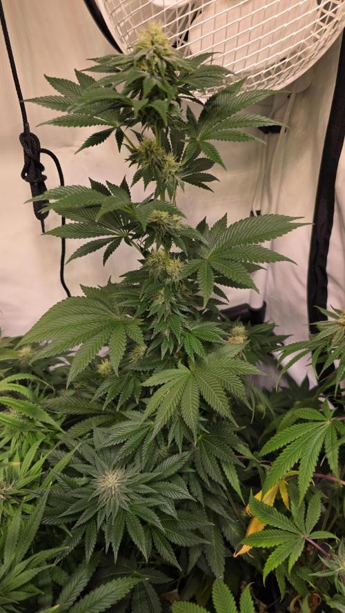 Isla mirage. Week 11