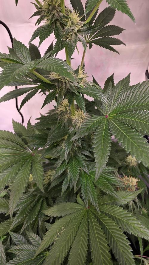 Isla mirage. Week 11