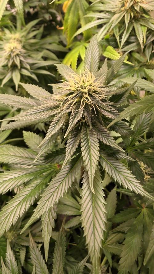 Banana Brawler. Week 11