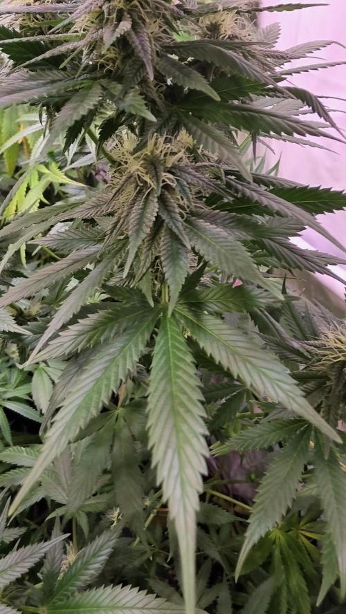Banana Brawler. Week 11