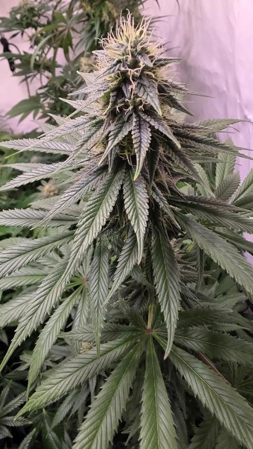 Banana Brawler. Week 11