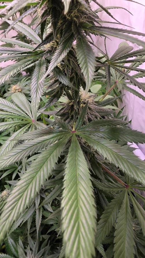 Banana Brawler. Week 11