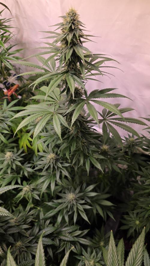 Banana Brawler. Week 11
