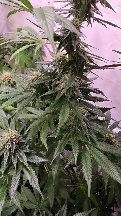 Banana Brawler. Week 11