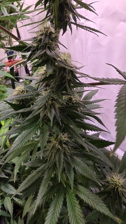 Banana Brawler. Week 11