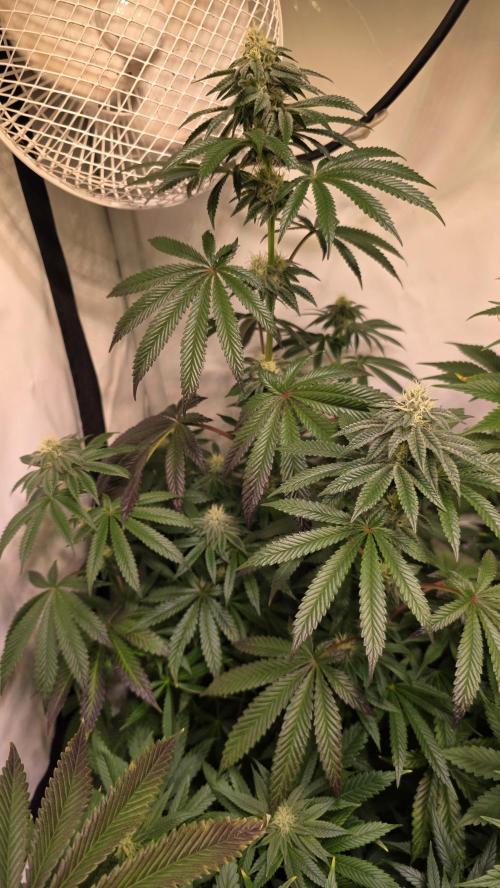 Blue Pirat. Week 11