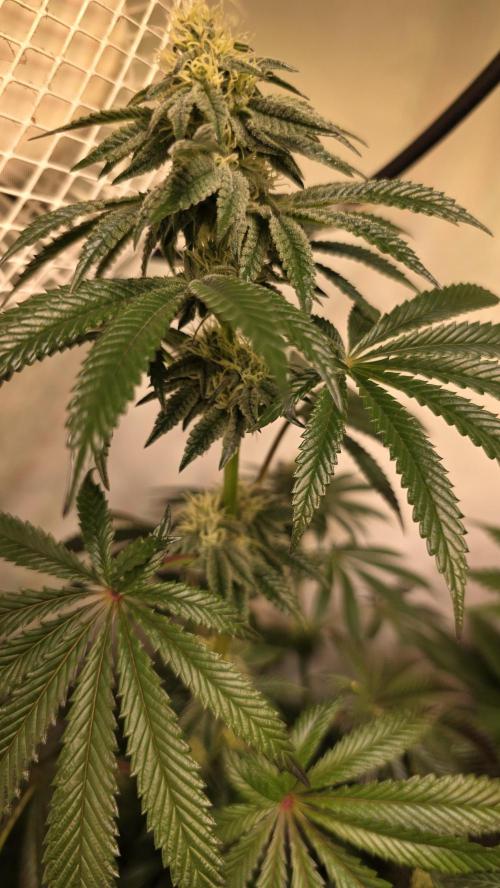 Blue Pirat. Week 11