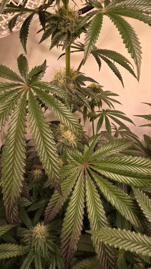 Blue Pirat. Week 11