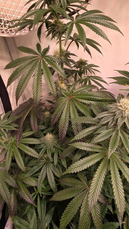 Blue Pirat. Week 11
