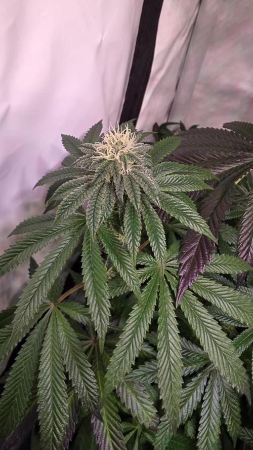 Blue Pirat. Week 11