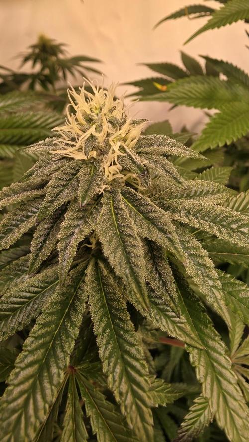 Blue Pirat. Week 11