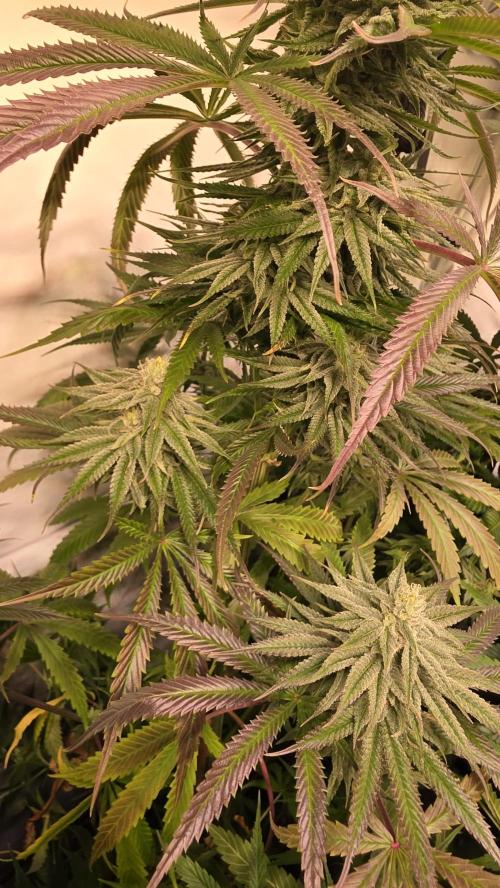 Shiska Lemonade. Week 11