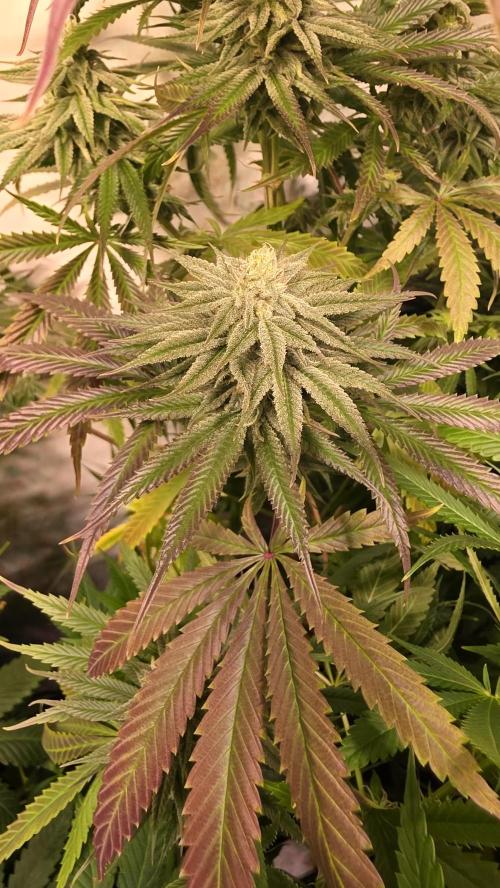 Shiska Lemonade. Week 11