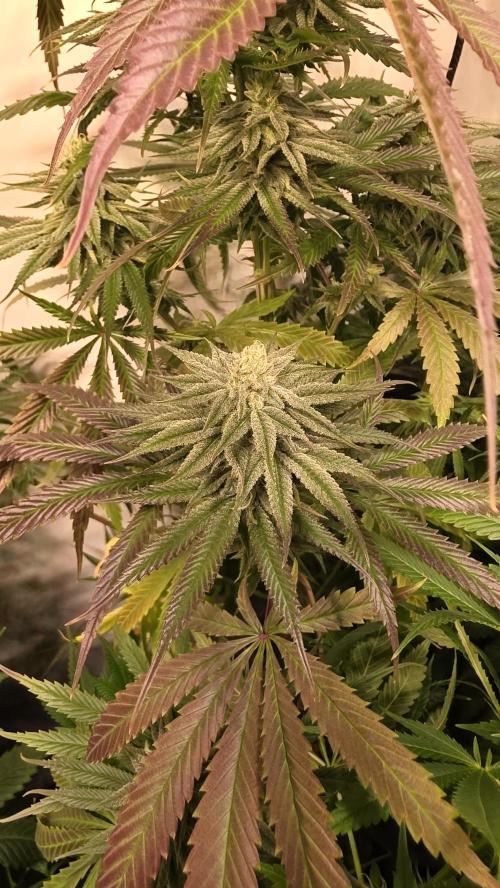 Shiska Lemonade. Week 11