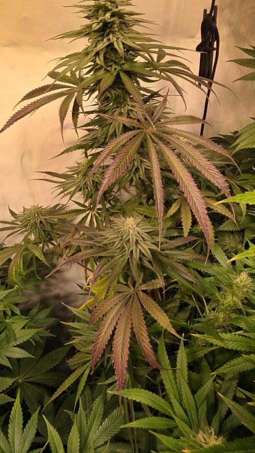 Shiska Lemonade. Week 11