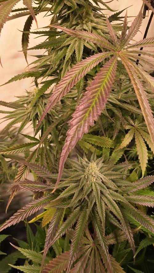 Shiska Lemonade. Week 11