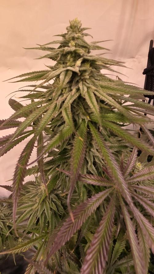 Shiska Lemonade. Week 11