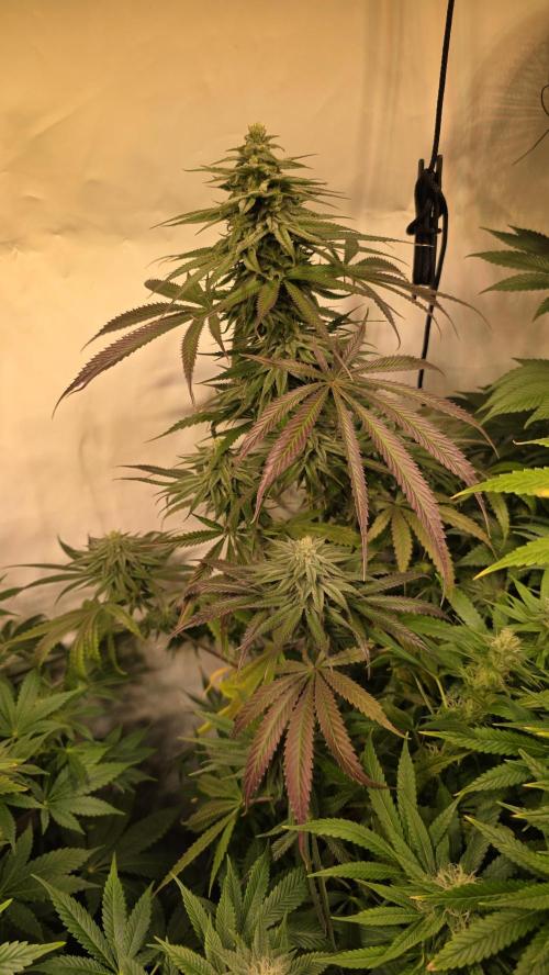 Shiska Lemonade. Week 11