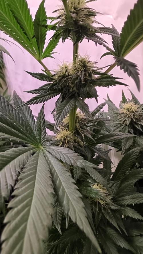 Grease Monkey. Week 11