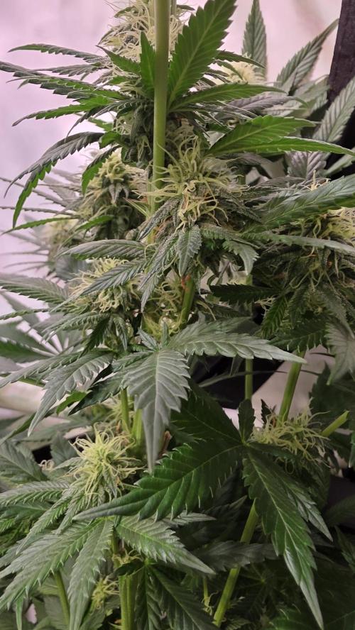 Grease Monkey. Week 11