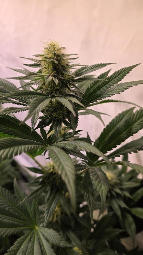Grease Monkey. Week 11