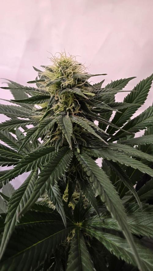 Grease Monkey. Week 11