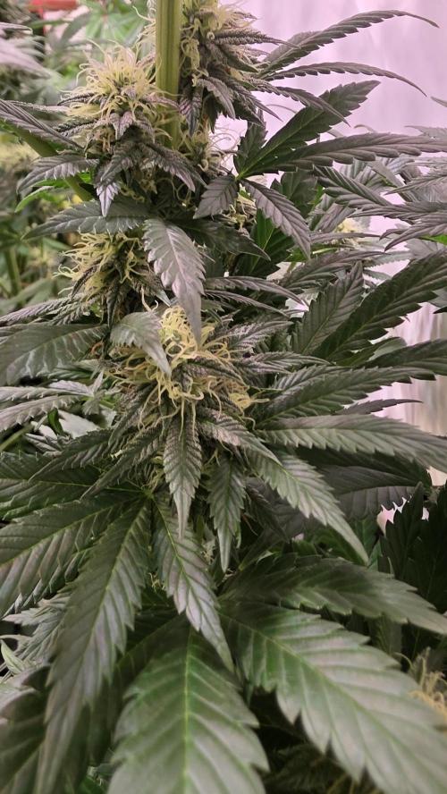 Grease Monkey. Week 11