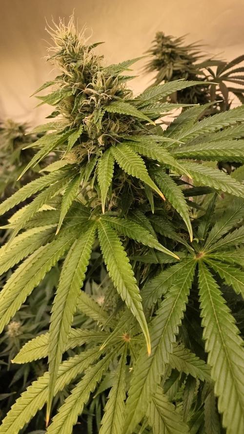 Orange Biscuite. Week 11