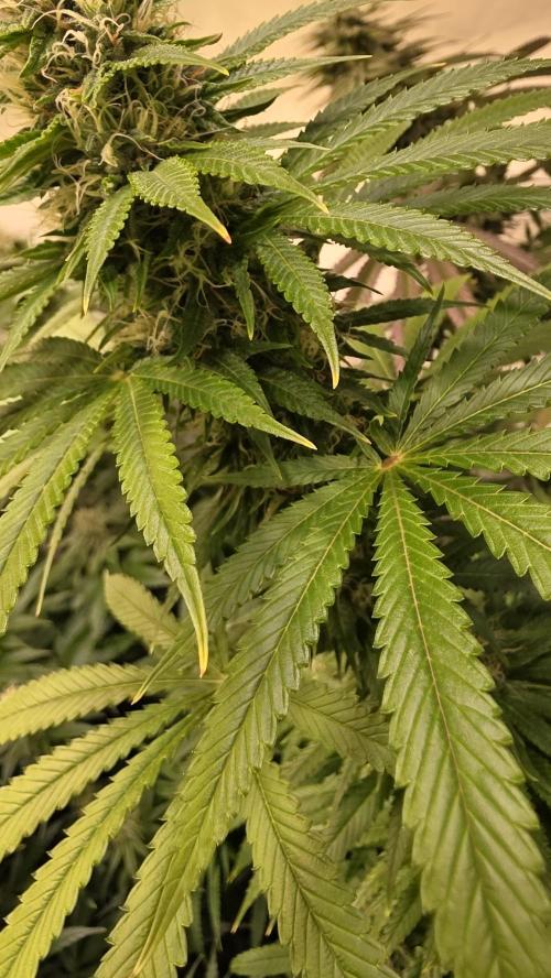 Orange Biscuite. Week 11