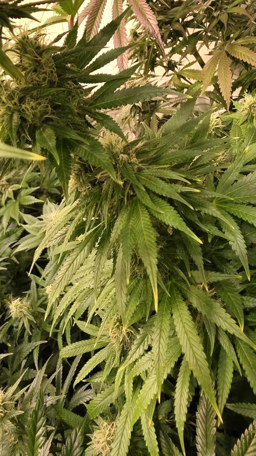 Orange Biscuite. Week 11