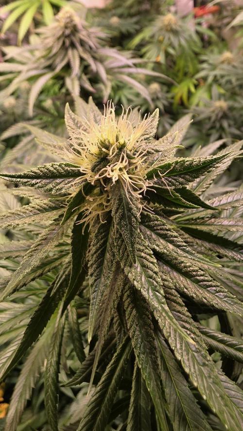 Karibean Mango. Week 11