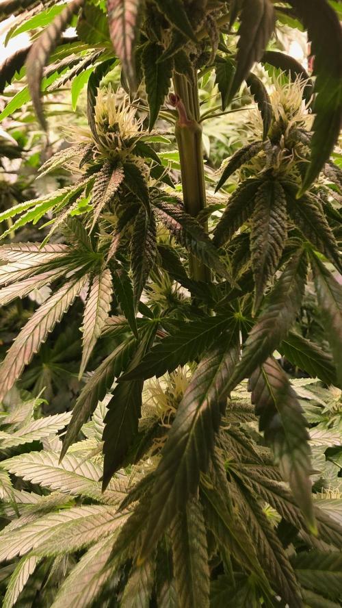 Karibean Mango. Week 11