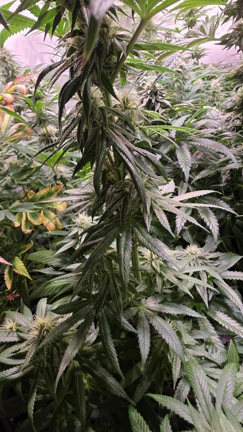 Karibean Mango. Week 11