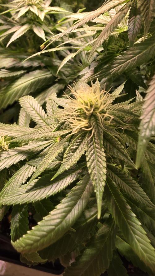 Karibean Mango. Week 11