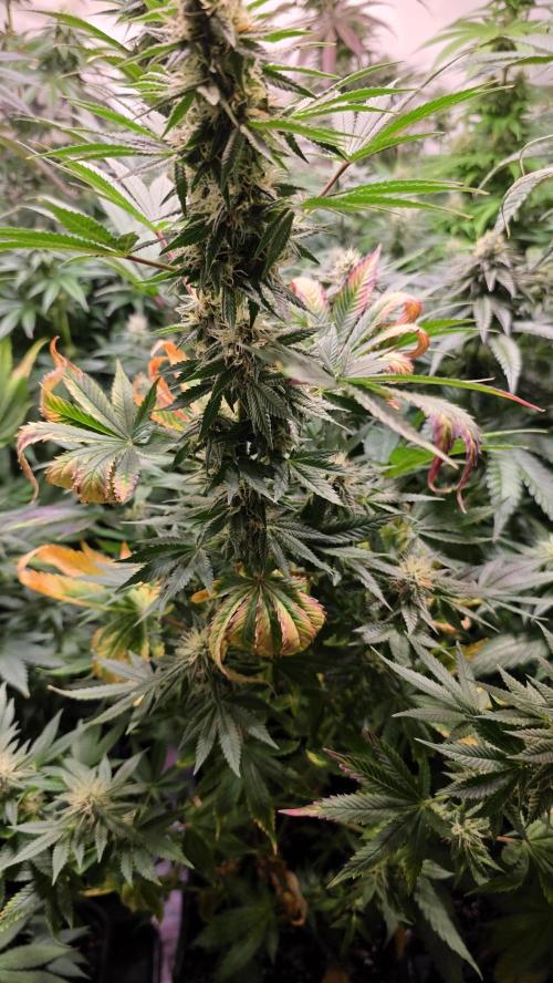 Banana Kush. Week 11