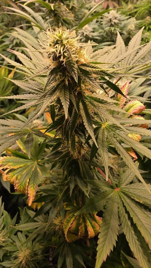 Banana Kush. Week 11