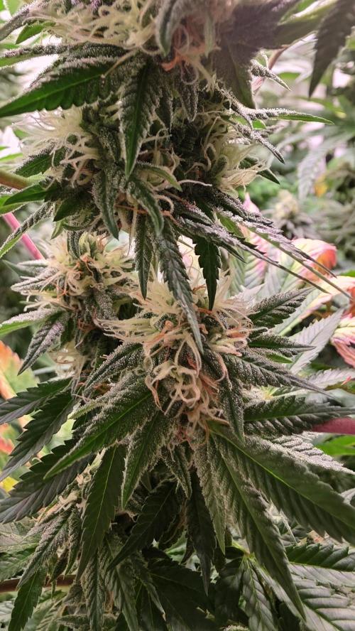 Banana Kush. Week 11