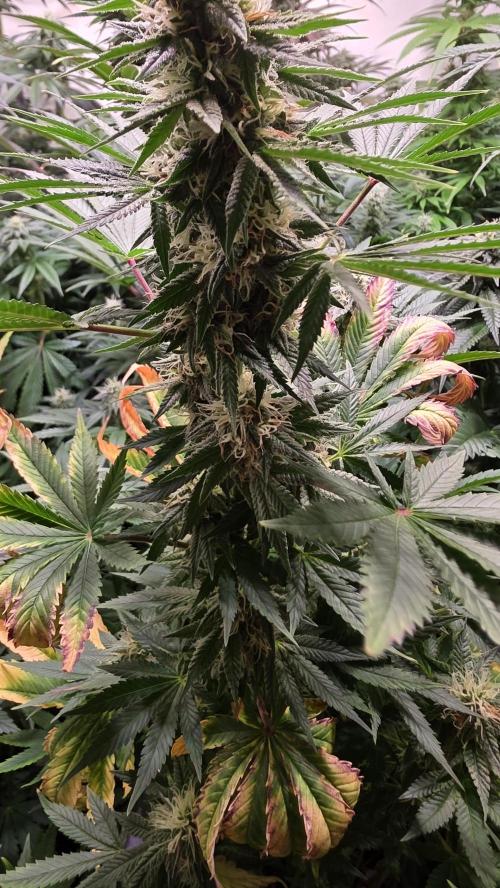 Banana Kush. Week 11