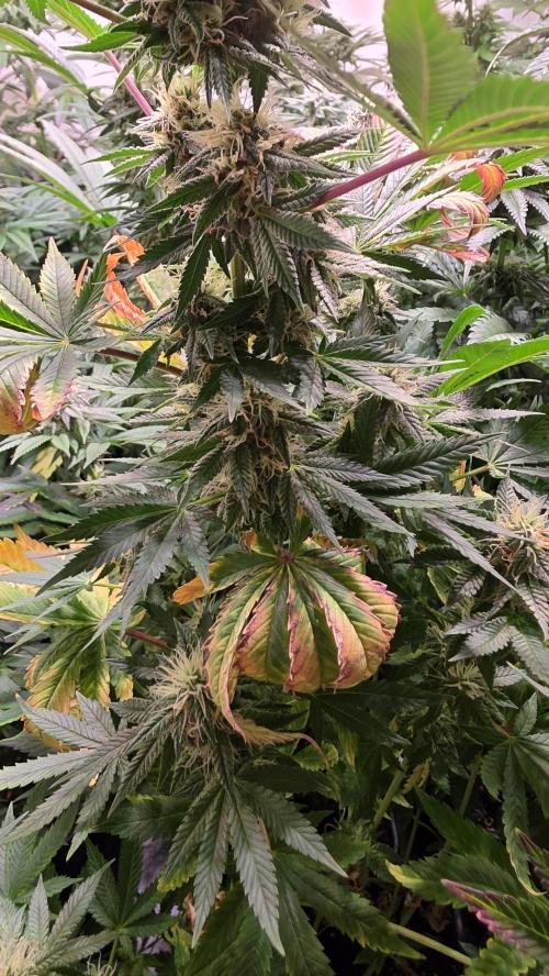 Banana Kush. Week 11