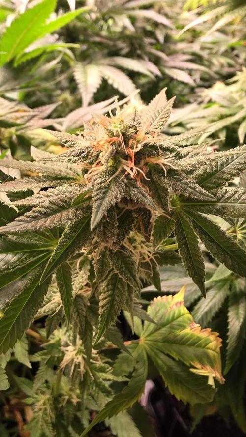 Banana Kush. Week 11
