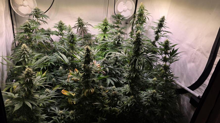 Melonade K. Week 11