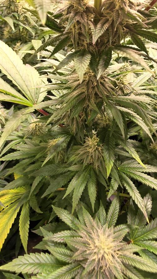 Melonade K. Week 11