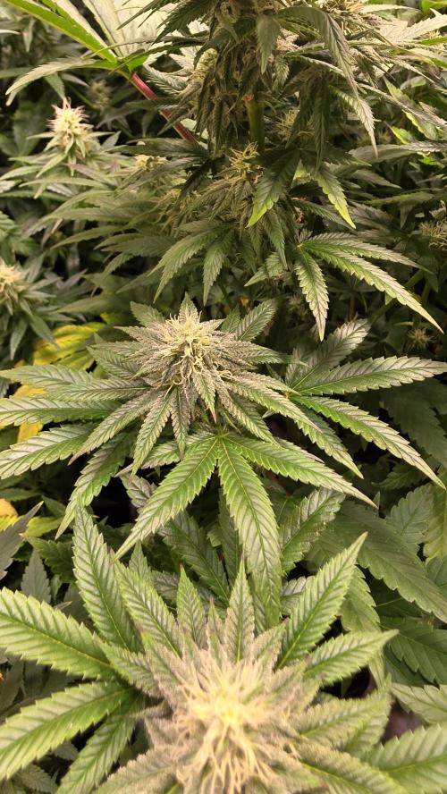 Melonade K. Week 11