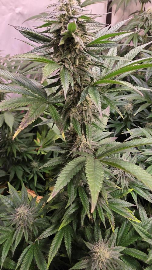 Melonade K. Week 11