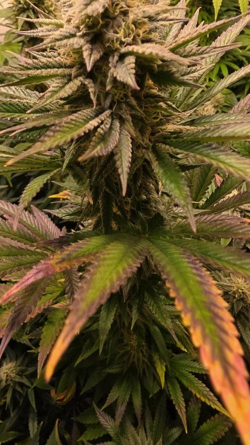 Melonade K. Week 12