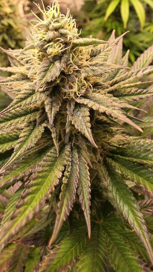Melonade K. Week 12