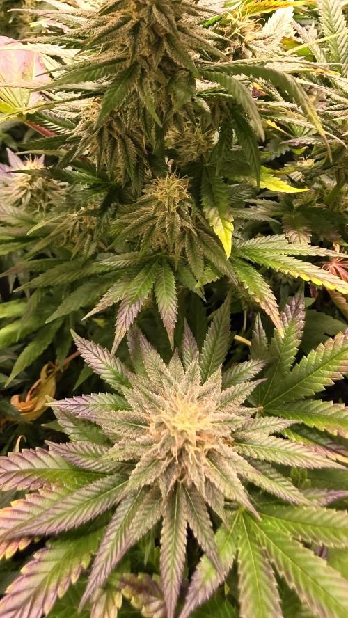 Melonade K. Week 12